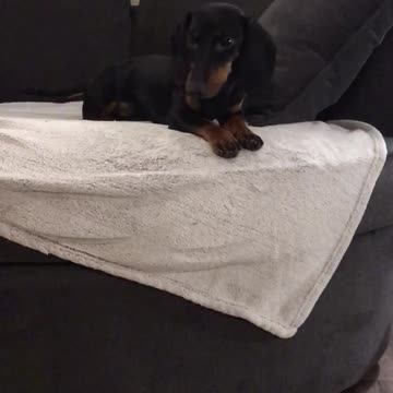 Dachshund tantrum