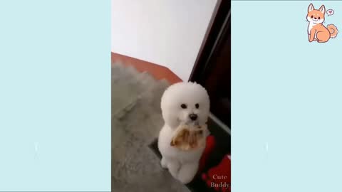 Cute little dog walks upstair