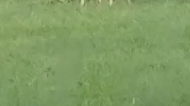 Buck in my yard