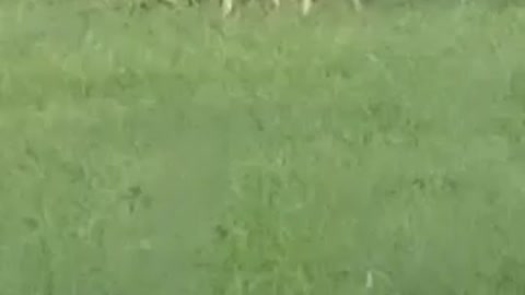 Buck in my yard