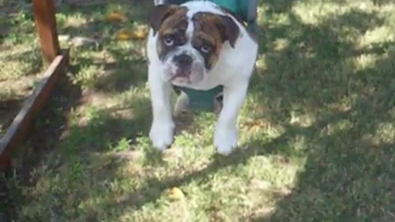 Larry The English Bulldog | Swing Time