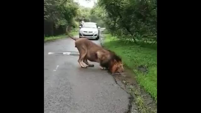 Tiger and car