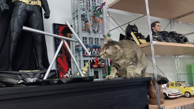 Kittens are just like children. They don't understand things