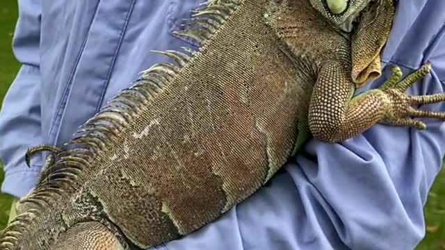 Green iguanas