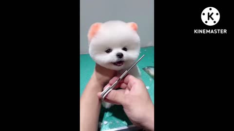 Beautiful dog in the world.Dog, cute dog, funny dog