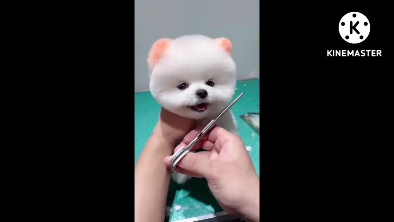 Beautiful dog in the world.Dog, cute dog, funny dog