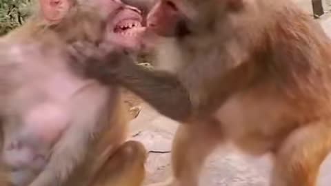 Kissing monkeys