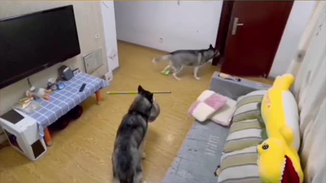 Watch the dogs' reaction