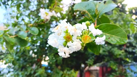 White Flower Tree