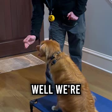 One of the Biggest Mistakes Dog Owners Make