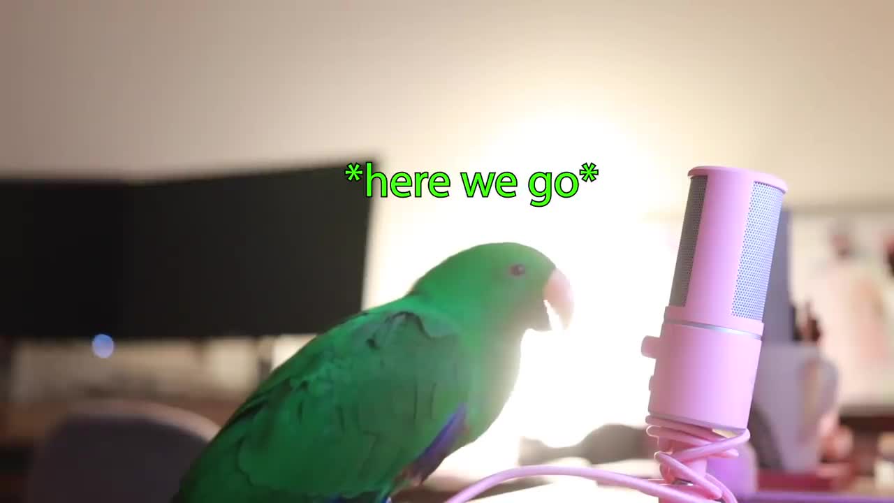 The Bird Whispers that’s loves talking into the Microphone( 5 Minutes Straight that will uplift you)