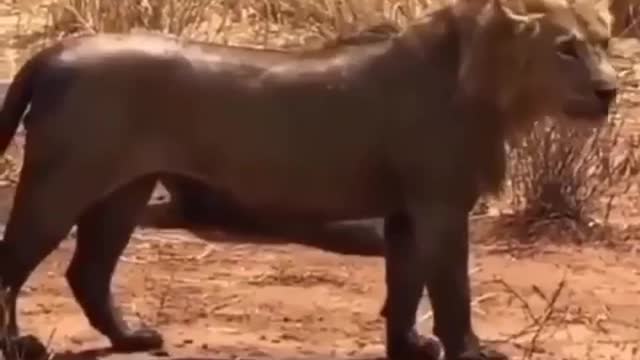 Watch the power of lions in the wild