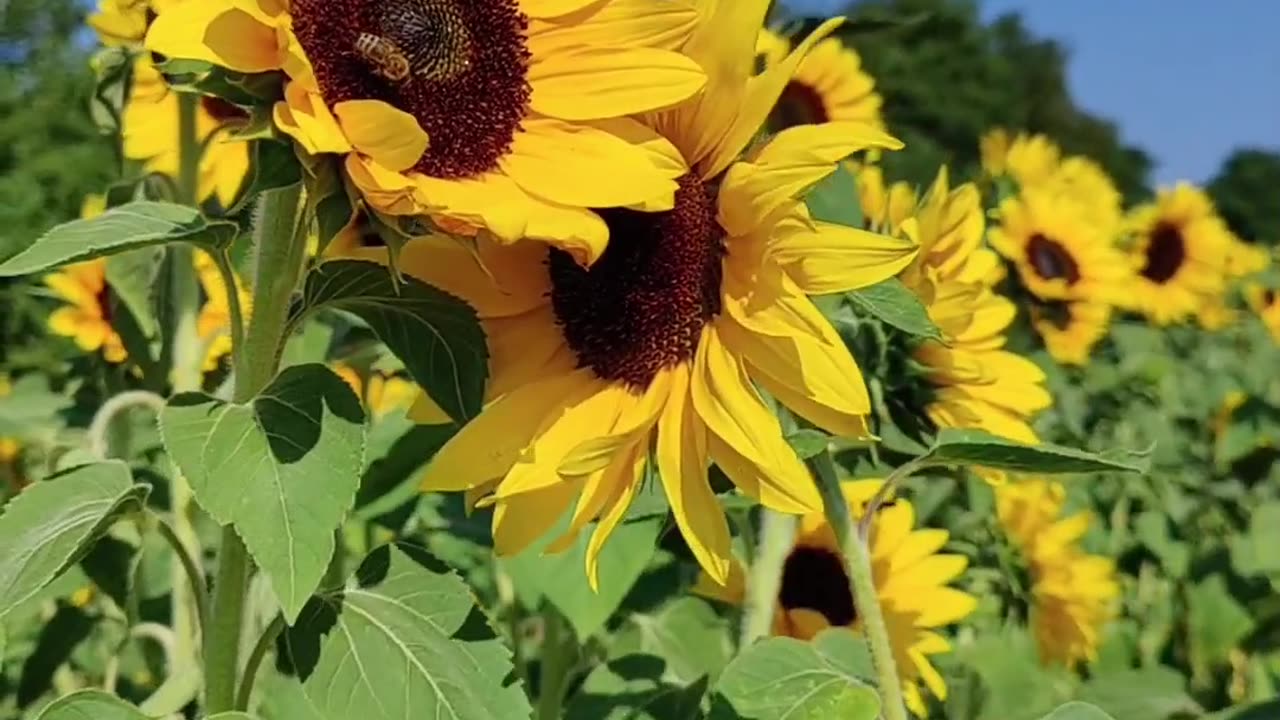 Sunflower