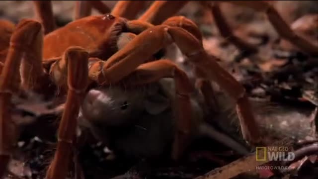 Goliath Bird Eating Spider