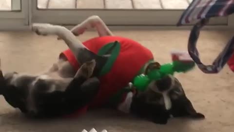 black white dog in christmas sweater lays on back and shakes body on carpet