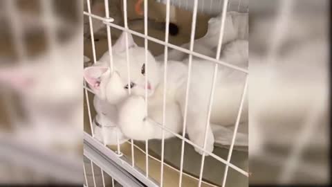 baby cat funny videos. CAThud