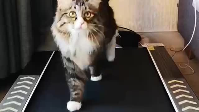 A cat who likes fitness