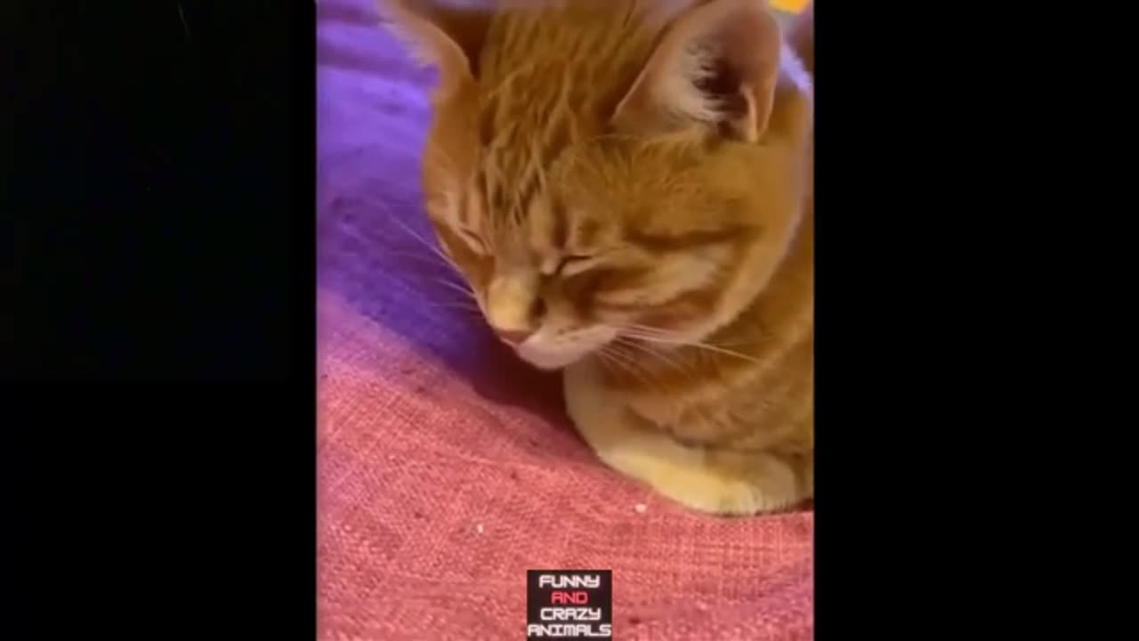 Funny Animals..