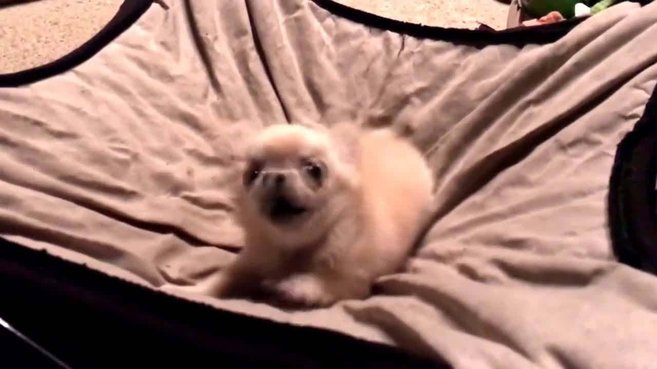 Teeny Tiny Chihuahua Puppy