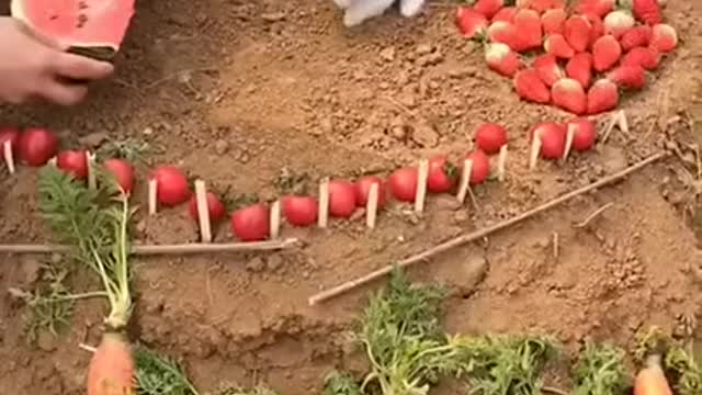 bunny loves to eat watermelon