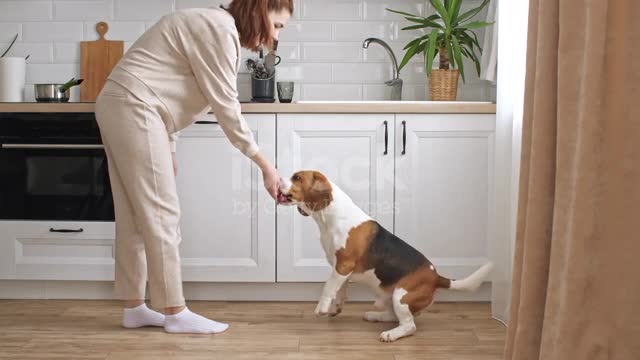 Dog training videos ,dog training near me,dog training goa