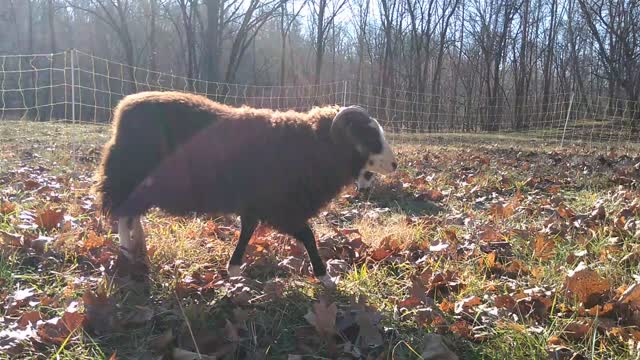 Shetland sheep grazing in December