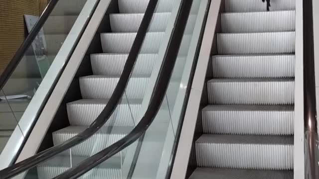 Funny Animals: Cat Lost In The Escalator