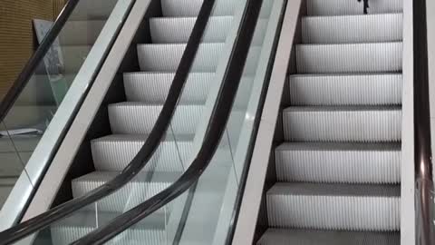 Funny Animals: Cat Lost In The Escalator