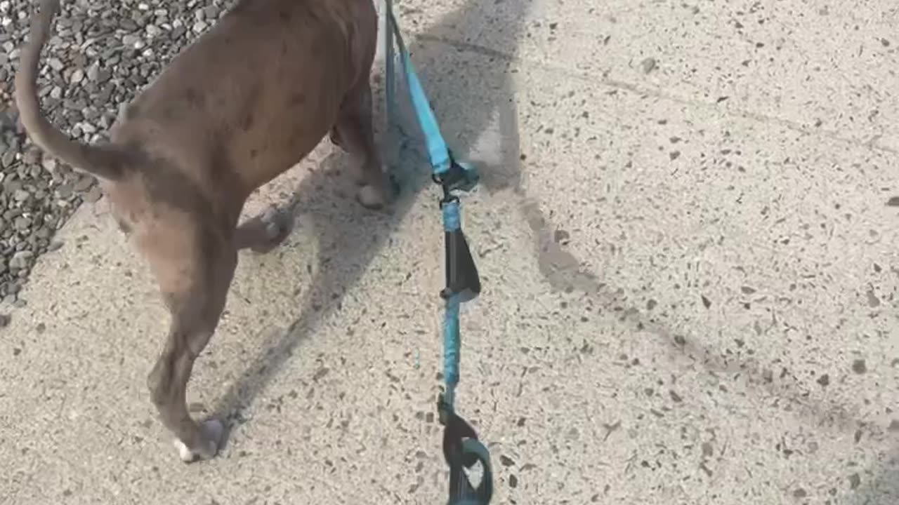 Proud Pup Insists On Walking Human