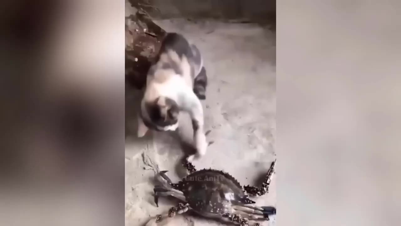 Funny animal videos 2024 #2