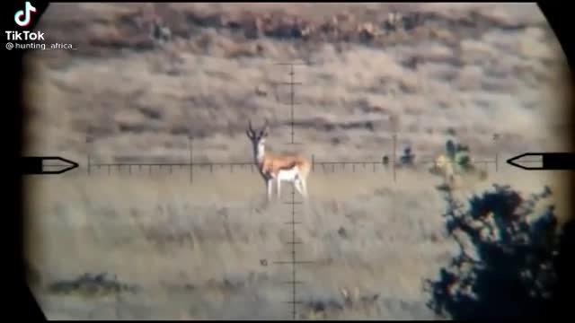 Trophy Hunting South African Springbok