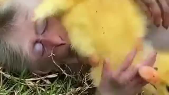 baby monkey and duckling share everything together