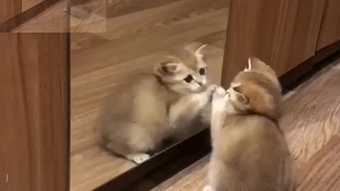 The kitten looked at herself