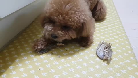 Poodle eating dried fish snack