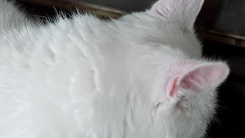 a white cat resting over the piano keyboard