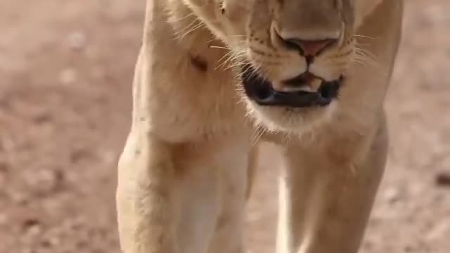 Shoot the lion walking video