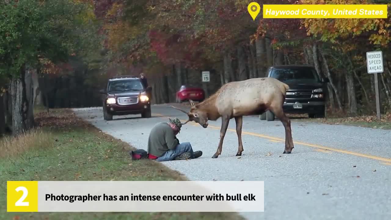 Top 10 Most Intense Wild Animal Encounters