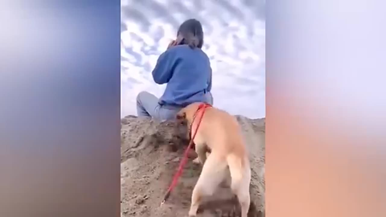 Cat funny video