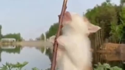 Dogs Funny –