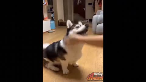 Funny and Cute Animal Collection June 2021 - Super Edition.