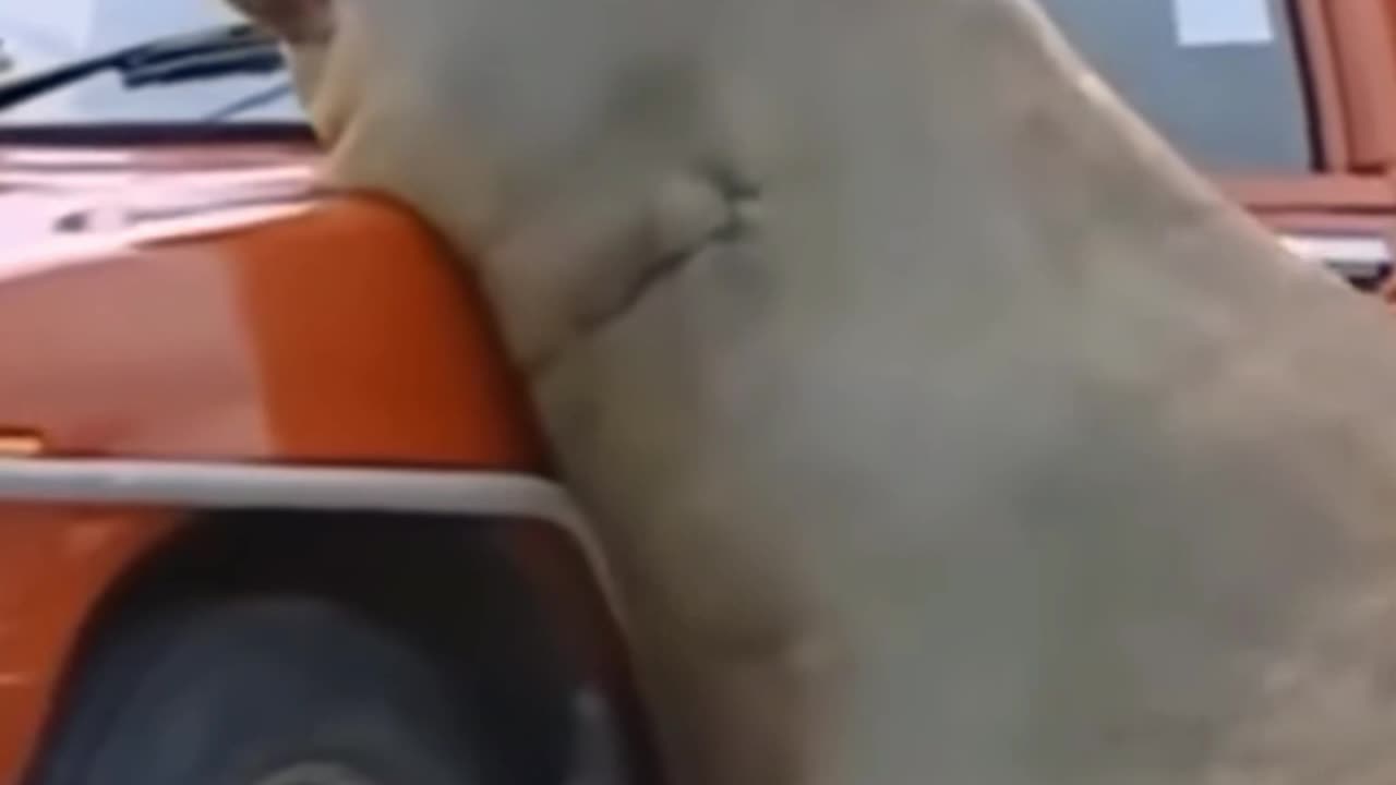 Most Shocking Wild Animal Attacks on Human 2021 -