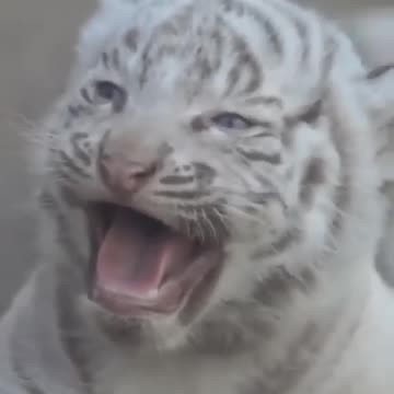 Beautiful rare white tiger 🐅 cub...