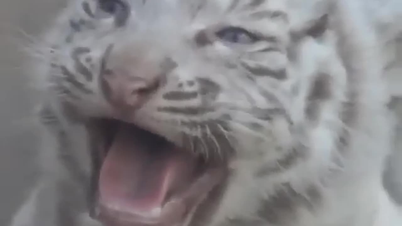 Beautiful rare white tiger 🐅 cub...
