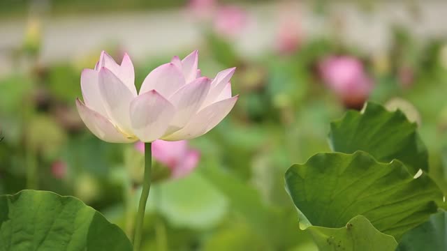Lotus dancing in the wind vibes.