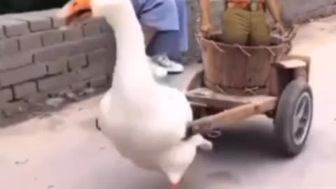 Funny Duck viral video
