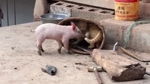 A pig fell in love with little Garfield