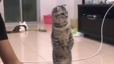 Funniest cats🐱is standing don't try to hold back laughter 😂