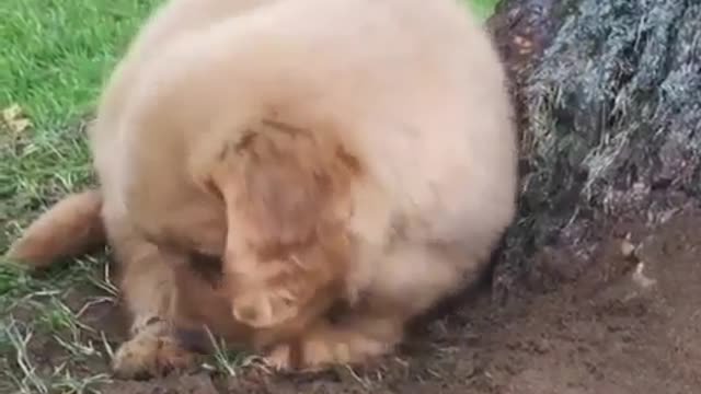 An industrious dog.