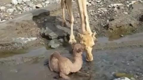 Camel saves her small from drowning