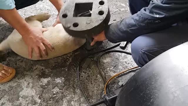 Saving a Puppy with Head Stuck in Metal